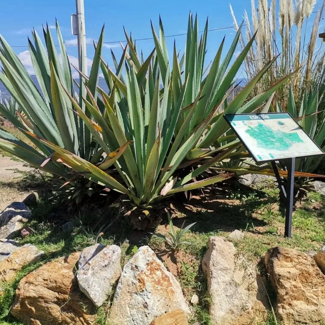 Plantas de agave de hojas largas entre piedras bajo un cielo azul.
