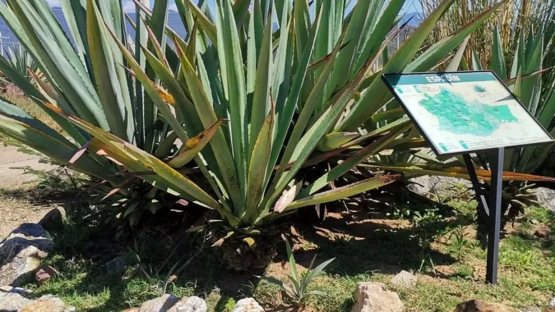 Plantas de agave de hojas largas entre piedras bajo un cielo azul.