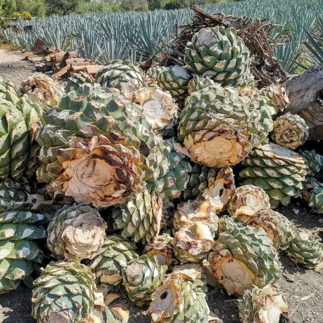 Piñas apiladas con sus cáscaras verdes y doradas vistas de cerca.